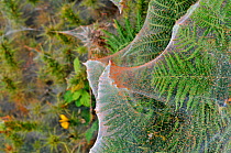 Gorse spider mite (Tetranychus lintearius) cobweb like sheets of silk in flowering Gorse bush (Ulex europaeus) England, UK,  August  2010