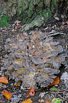 Hen of the Woods Fungus (Grifola frondosa) growing at foot of tree in woodland, UK. October