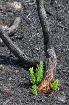 Re-growth of Gorse (Ulex europaeus) on burnt Heathland, Frensham Common, Surrey, England, UK. July 2010