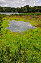 New Zealand Swampweed (Crassula helmsii) invading wetland, Kent, England, UK, August 2010
