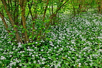 Ramsons / Wild Garlic (Allium ursinum) flowering in coppice woodland, Surrey, England. May