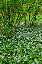 Ramsons / Wild Garlic (Allium ursinum) flowering in coppice woodland, Surrey, England. May