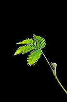 Sensitive Plant (Mimosa pudica) shown before touching (then 2 stages of leaf and stem collapse) Sequence 1 / 3