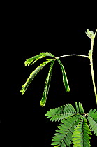 Sensitive Plant (Mimosa pudica) showing leaflet collapse after touching. Sequence 2/2