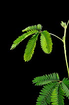 Sensitive Plant (Mimosa pudica) showing leaflets before touching. Sequence 1/2
