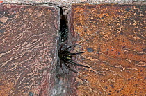 Tube Web Spider (Segestria florentina) emerging from web built in crevice of wall, at night. Sheerness Docks, Kent. England, UK, August