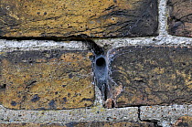 Tube Web Spider (Segestria florentina) web built in crevice of wall, Sheerness Docks, Kent. England, UK, August