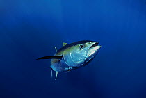 Giant Yellowfin Tuna (Thunnus albacares), Mexico, Pacific Ocean.
