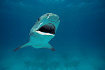 Tiger Shark (Galeocerdo cuvier) Egypt, Red Sea.