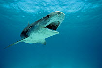 Tiger Shark (Galeocerdo cuvier). Egypt - Red Sea.