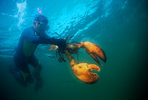 Boy (nine years) holding 15lb Northern lobster (Homarus americanus) whilst diving in the Atlantic Ocean, Gloucester, Massachusetts, USA Model released Model released.