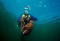 Boy (nine years) catching 15lb Northern lobster (Homarus americanus) whilst diving in the Atlantic Ocean, Gloucester, Massachusetts, USA Model released Model released.