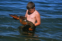 Boy (nine years) holding 14lb Northern lobster (Homarus americanus) Plum Cove, Gloucester, Massachusetts, USA Model released