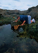 Boy (nine years) exploring tidepool with nets, Plum Cove, Gloucester, Massachusetts, USA Model released Model released.