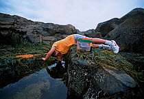 Boy (nine years) reaching into a tidepool, Plum Cove, Gloucester, Massachusetts, USA Model released Model released.