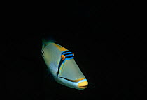 Picasso triggerfish (Rhinecanthus assasi) Sinai Peninsula, Red Sea, Egypt