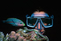 Klunzinger's wrasse (Thalassoma rueppellii / klunzingeri) swimming past diver, Sinai Peninsula, Red Sea, Egypt. Model released. Model released.