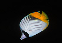 Threadfin butterflyfish (Chaetodon auriga) Sinai Peninsula, Red Sea, Egypt