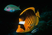 Striped butterflyfish (Chaetodon fasciatus) in foresground with Checkerboard wrasse (Halichoeres hortulanus) above and Cleaner wrasse below, Sinai Peninsula, Red Sea, Egypt