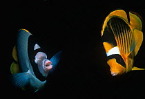 Lined butterflyfish (Chaetodon lineolatus) and Striped butterflyfish (Chaetodon fasciatus) Sinai Peninsula, Red Sea, Egypt
