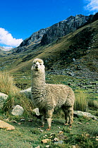 Alpaca (Lama pacos) species reintroduced to Andes, Huascaran National Park, Peru.