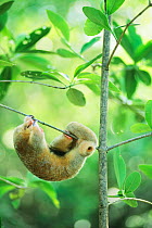 Silky pygmy anteater (Cyclopes didactylus) sleeping, hanging from mangrove branch, wild,  Caroni Swamp, Trinidad West Indies