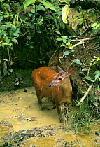 Red brocket deer (Mazama americana) coming to mineral lick, Manu NP, SE Peru