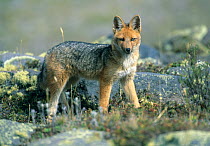 Culpeo / Andean fox (Pseudalopex culpaeus) wild, 3300m, Cotopaxi NP, Andes, Ecuador.