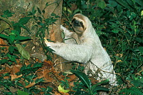 Three-toed / Brown throated sloth (Bradypus variegatus) depositing faeces on forest floor, Manuel Antonio National Park, Costa Rica
