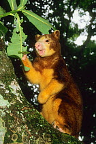 Matschie's / Huon tree kangaroo (Dendrolagus matschiei) feeding in tree, Papua New Guinea, Endangered species