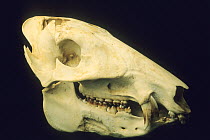 Skull of an adult Collared peccary / Javelina (Tayassu tajacu) Belize.