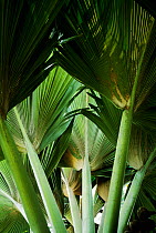 Leaves of the Coco-de-Mer palm tree (Lodoicea maldivica) Valle de Mai, Praslin Island, Seychelles.