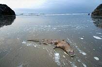 Dead Marine otter (Lontra felina) on beach, Punta Corrientes, Humboldt Current, Peru, Endangered species
