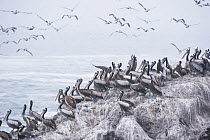 Peruvian pelicans (Pelecanus thagus) on coastal rocks, Pucusana, Lima Province, Peru