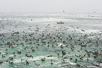 Large flock of seabirds including Peruvian pelicans (Pelecanus thagus) and Inca terns (Larosterna inca) feeding near a small boat, Pucusana, Peru