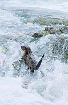 Marine otter (Lontra felina) climbing onto surf covered rock, Chiloe Island, Chile, Endangered species