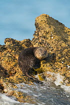Marine otter (Lontra felina) on rock, Chiloe Island, Chile, Endangered species