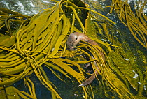 Marine otter (Lontra felina) hunting in Kelp bed, Chiloe Island, Chile, Endangered species
