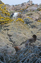 Kelp Gull (Larus dominicanus) waiting for scraps left by two Marine otters (Lontra felina) Chiloe Island, Chile, Endangered species
