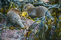 Marine otter (Lontra felina) mother and cub feeding on crab in kelp, Chiloe Island, Chile, Endangered species