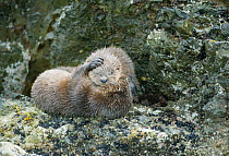 Marine otter (Lontra felina) mother and pup playing, Chiloe Island, Chile, Endangered species
