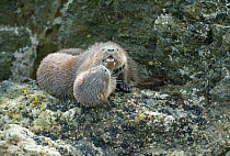Marine otter (Lontra felina) mother and pup playing, Chiloe Island, Chile, Endangered species