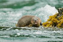Marine otter (Lontra felina) on coastal rocks, Chiloe Island, Chile, Endangered species