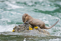 Marine otter (Lontra felina) feeding on rock, Chiloe Island, Chile, Endangered species