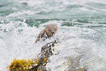 Wave breaking over young Marine otter (Lontra felina) on rock, Chiloe Island, Chile, Endangered species