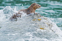 Marine otter (Lontra felina) on rock, Chiloe Island, Chile, Endangered species