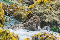 Marine otter (Lontra felina) struggling with Octopus in tidepool, Chiloe Island, Chile, Endangered species