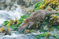 Marine otter (Lontra felina) entering sea, Chiloe Island, Chile, Endangered species