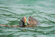 Marine otter (Lontra felina) in sea feeding on a Crab, Chiloe Island, Chile, Endangered species