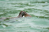Marine otter (Lontra felina) in sea feeding, Chiloe Island, Chile, Endangered species